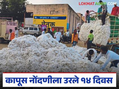 latest news Kapus Kharedi: Rush for guaranteed price; Cotton growers face time and process stress | Kapus Kharedi : हमी भावासाठी धावपळ; कापूस उत्पादकांसमोर वेळेचा आणि प्रक्रियेचा ताण latest news Kapus Kharedi: Rush for guaranteed price; Cotton growers face time and process stress | Kapus Kharedi : हमी भावासाठी धावपळ; कापूस उत्पादकांसमोर वेळेचा आणि प्रक्रियेचा ताण