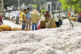 115 cotton shopping centers to start from October 15 | राज्यात १५ आॅक्टोबरपासून सुरू करणार ११५ कापूस खरेदी केंद्र!