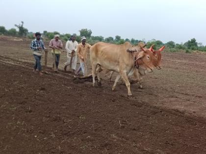 Cotton sowing in Akola district is 34% complete! | अकोला जिल्ह्यात कापसाची पेरणी ३४ टक्के आटोपली!