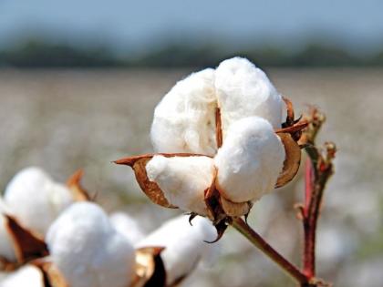 Cotton farmers in trouble in Wardha district | पांढऱ्या सोन्याच्या खरेदीत व्यापाऱ्यांची चांदी