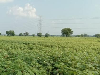 Probability of production decline in cotton production | कपाशी पिकावर यावर्षीही संक्रांत;  ३० ते ४० टक्के उत्पादन घटण्याची शक्यता