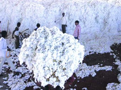 The marketing firm will not buy cotton right now! | पणन महासंघ सध्या कापूस खरेदी करणार नाही!