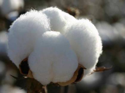  Cotton prices will fall! | कापसाचे दर घटणार!