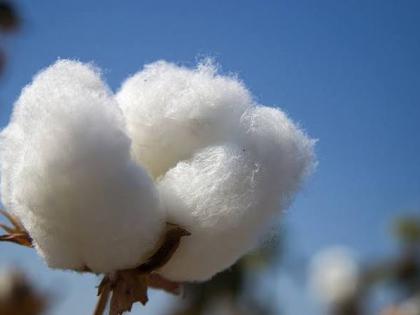 Cotton prices rise in Akola district! | अकोला जिल्ह्यात कापसाचे दर वाढले!