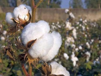 Don't let cotton prices fall, keep 11% import duty - Vijay Javandhia | कापसाचे भाव पडू देऊ नका, ११ टक्के आयातशुल्क कायम ठेवा - विजय जावंधिया