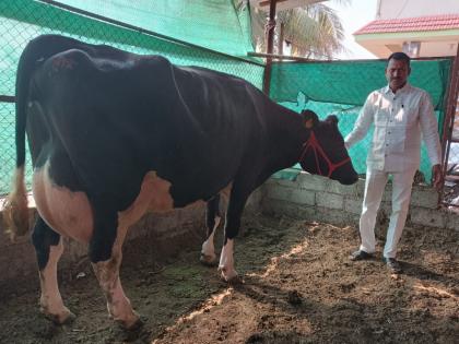 Cow husbandry farmer in Pune bought cow for 2.5 lakhs | पुण्यातील गोपालक शेतकऱ्याने अडीच लाखाला विकत घेतली 'सोनू'