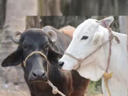 The temperature of Kolhapur district reached 40 degrees, Drastic reduction in milk production of Gokul | Kolhapur: उष्मा वाढला, जनावरे आटली; ‘गोकुळ’ला बसला फटका, दूध संकलनात झाली घट