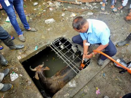 A cow falling into a construction underground water tank Two hours of relentless effort made the escape | बांधकामाच्या अंडर ग्राऊंड पाण्याच्या टाकीत पडली गाय; दोन तासाच्या अथक प्रयत्नांनी केली सुटका