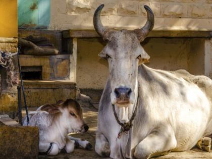 First Bovine Embryo Transplantation Laboratory in Vidarbha at Nagpur | विदर्भातील पहिली गोवंश भ्रूण प्रत्यारोपण प्रयोगशाळा नागपुरात