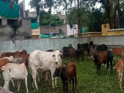 Bapre...! Calf and 40 kg plastic in cow's stomach, death of pregnant cow in Kondwara | बापरे...! गायीच्या पोटात वासरू अन् ४० किलो प्लास्टिक, कोंडवाड्यात गर्भवती गायीचा मृत्यू