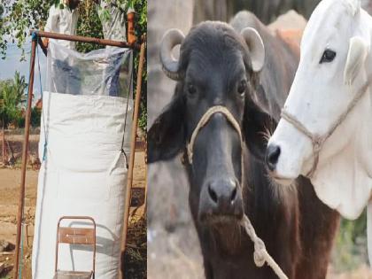 Due to non availability of fodder in summer, the farmer turned to making fodder | औंध परिसरातील शेतकऱ्यांनी मिटवला जनावरांच्या चाऱ्याचा प्रश्न, मुरघास बनवण्याकडे कल; कसा बनतो मुरघास?