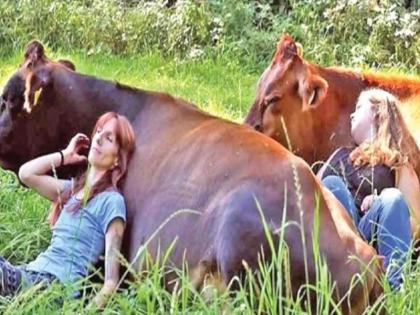 Come here, have a relaxing chat with the cows! | इथे या, गायींशी निवांत गप्पा मारा!