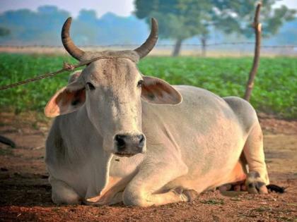 Artificial insemination in livestock decreased due to Suryanarayana's raudra form; The risk of abortion in animals also increased | सूर्यनारायणाच्या रौद्ररुपामुळे पशुधनात कृत्रिम रेतन घटले; जनावरांत गर्भपाताचा धोकाही वाढला