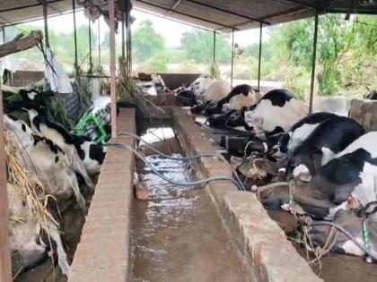Dharashiv: Heavy rains hit Bhum taluka; 17 cows died in the cowshed, 87 animals were swept away, farm land damaged | भूम तालुक्यात १७ गायी गोठ्यातच दगावल्या, ८७ जनावरे वाहून गेली; शेतीही खरडून निघाली Dharashiv: Heavy rains hit Bhum taluka; 17 cows died in the cowshed, 87 animals were swept away, farm land damaged | भूम तालुक्यात १७ गायी गोठ्यातच दगावल्या, ८७ जनावरे वाहून गेली; शेतीही खरडून निघाली