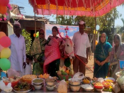 Cow dhow meal served in a show Kadepur in Sangli | थाटामाटात घातलं गाईचं डोहाळ जेवण, सांगलीतील कडेपुरात चर्चेचा विषय