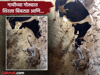 Leopard enters in cow shed rescue video goes viral | VIDEO : गोठ्यात शिरला जखमी बिबट्या, तेव्हा गायीने केलं असं काही; बघून व्हाल अवाक्!