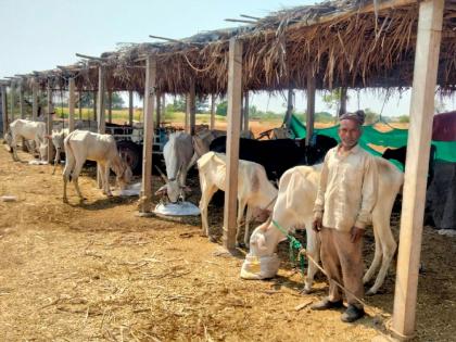 Leaving the job and living on stray cows and calves; Bandu Patil of Kumtha has been fighting alone for 15 years in sangli | Sangli- नोकरी सोडून जगवतोय भटकी गाय, वासरं; १५ वर्षापासून कुमठ्याच्या बंडू पाटील यांची एकाकी झुंज