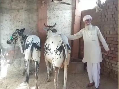 Jara Hatke: DNA test determined the owner of the cow, one and a half years long dispute, what exactly happened? read... | Jara Hatke: DNA चाचणीद्वारे ठरला गाईचा मालक, दीड वर्षे चालला वाद, नेमकं काय घडलं? वाचा...  