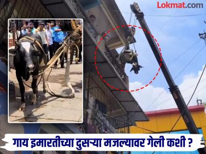 pune news Cow goes to second floor of building; Video goes viral on social media | काय सांगता...! थेट इमारतीच्या दुसऱ्या मजल्यावर पोहचली गाय; व्हिडिओ सोशल मीडियावर व्हायरल pune news Cow goes to second floor of building; Video goes viral on social media | काय सांगता...! थेट इमारतीच्या दुसऱ्या मजल्यावर पोहचली गाय; व्हिडिओ सोशल मीडियावर व्हायरल
