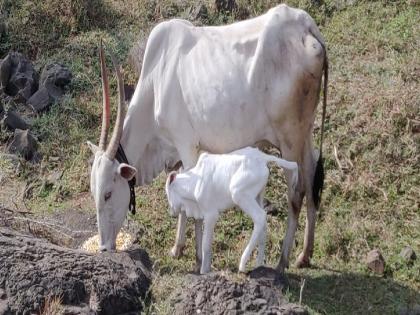 The calf gave birth to a calf while roaming on the mountain during pregnancy in sangli | गर्भावस्थेतच डोंगरावर भटकलेल्या गायीने दिला वासराला जन्म, भूकेने झाली व्याकुळ; ट्रेकिंग ग्रुपने दिला आधार