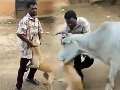 cow saves dog from man who was beating him video goes viral on internet | Viral Video: तमाशा पाहत राहिली लोक पण गायीने वाचवले कुत्र्याला, व्हिडिओ पाहुन व्हाल भावुक