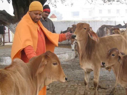 Uttar Pradesh Assembly Election cow become center of politics war of words between bjp and sp | Uttar Pradesh Assembly Election: इ है उत्तर प्रदेस! गाय कोणाला खाणार? कोणासोबत जाणार?