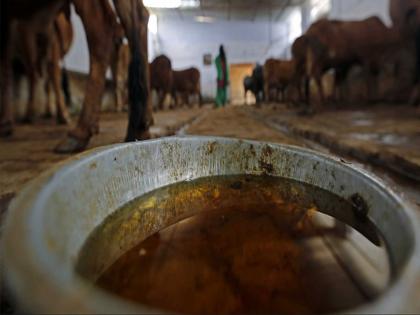 More than 14 types of bacteria in cow urine; Harmful to health, what Ayurveda experts say... | गोमूत्रामध्ये १४ हून अधिक प्रकारचे बॅक्टेरिया; आरोग्यासाठी हाणीकारक, आयुर्वेद तज्ञ काय म्हणतायत...