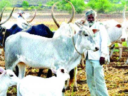  Gokul's decision to cut cow milk prices in the border: Implementation from tomorrow | सीमाभागातील गाय दूध खरेदी दरात कपात ‘गोकुळ’चा निर्णय : उद्यापासून अंमलबजावणी