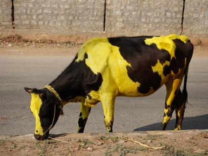 Cow ghee is very much beneficial for your health | गायीचं तूप देईल तुम्हाला चिरतारुण्य आणि सौंदर्यही!