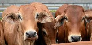 Two cows die with 3 bulls drowned | डोहात बुडून ३ बैलांसह २ गायींचा मृत्यू