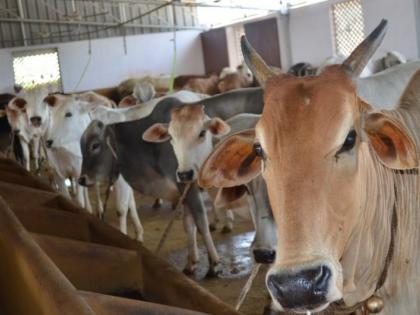 Animal feed prices quadruple, milk prices only double! | पशुखाद्याचे दर चारपटीने वाढले, दूध दरात केवळ दुप्पट वाढ!