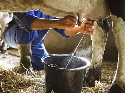 Milk is too much; Brother's soil, the government should speed up! | दूध झाले अति; भावाची माती, सरकारने द्यावी गती!