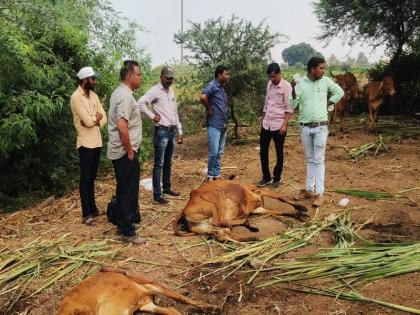 Pune: 20 cows die of poisoning after eating potato leaves; 15 to 20 lakhs loss | Pune: बटाट्याच्या पाला खाल्यामुळे विषबाधा, २० गाईंचा मृत्यू;  १५ ते २० लाखांचे नुकसान