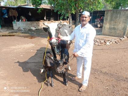 One incident in a million! A huge crowd of farmers to see the twin calves born from the cow's belly | लाखात एक घटना! गाईच्या पोटी जन्मलेल्या जुळ्या वासरांना पाहण्यासाठी शेतकऱ्यांची तुंबळ गर्दी