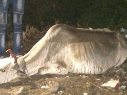 72 kg plastic waste excreted from cow's stomach; Death of a cow | गायीच्या पोटातून निघाला ७२ किलो प्लास्टिक कचरा; गायीचा मृत्यू