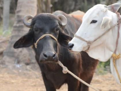 Baldana district's get 298 cows, buffalo from 'Navinypurn' scheme | बुलडाणा जिल्ह्याच्या दावणीला ‘नाविन्यपूर्ण’च्या २९८ गायी, म्हशी!