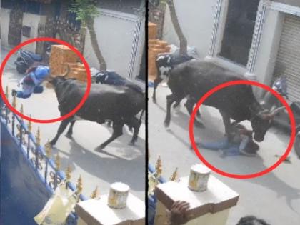 Shocking; 9-year-old schoolgirl attacked by cow; Picked up and thrown by the horn, see VIDEO | धक्कादायक; 9 वर्षीय शाळकरी मुलीवर गाईचा जीवघेणा हल्ला; शिंगाने उचलून फेकले, पाहा VIDEO