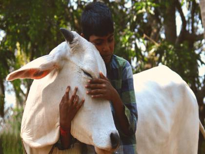 Valentine Day, Cow Hug Day, Celebrate February 14 as 'Cow Hug Day' instead of 'Valentine's Day', urges Animal Welfare Board | Valentine Day: 14 फेब्रुवारीला 'व्हॅलेंटाईन डे'ऐवजी 'Cow Hug Day' साजरा करा, अॅनिमल वेलफेअर बोर्डाचे आवाहन