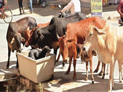 Why cows came here for water? cow and dogs tussle for drinking water | गायी पाण्यावर काय म्हणुनी आल्या ?; जनावरांचा पाण्यासाठी असाही आमना-सामना