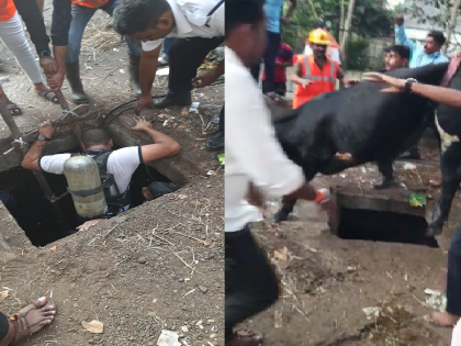 Safe rescue of pregnant cow trapped in drain chamber | नाल्याच्या चेंबरमध्ये अडकलेल्या गर्भवती गायीची सुखरुप सुटका