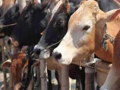 UP Cow Smugglers News: Goshala attacked by cow smugglers; 32 cows were mercilessly slaughtered, UP Etah News | Cow Smugglers News: गोशाळेवर गोतस्करांचा हल्ला; 32 गाईंची निर्दयीपणे केली कत्तल, दृष्य पाहून ग्रामस्थ संतापले...