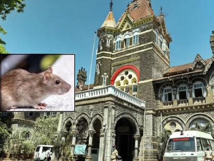 Woman bitten by rat during CPR in Kolhapur Patient, relatives, health system troubled by constant harassment | कोल्हापुरातील सीपीआरमध्ये महिलेला उंदीर चावला; सततच्या त्रासाने रुग्ण, नातेवाईक, आरोग्य यंत्रणा त्रस्त