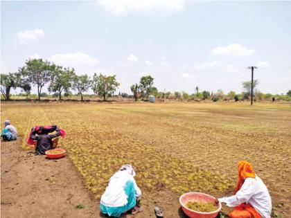 father built a cricket ground in the field for the cricket loving boy | नादच खुळा! क्रिकेटशौकीन मुलासाठी वडिलांनी शेतातच बनविले मैदान