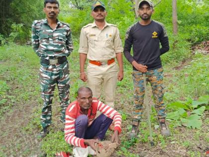 Accused arrested while hunting wild animals; Incidents at the Gnanaganga Sanctuary | वन्यप्राण्याची शिकार करताना आरोपीस अटक; ज्ञानगंगा अभयारण्यातील घटना