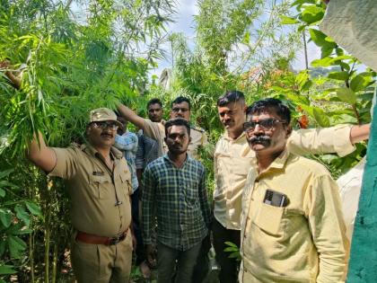 what do you say Almost 15 plants of ganja in the house Shocking incidence in Akola | काय सांगता? घरात गांजाची चक्क १५ झाडे!, अकोला येथील धक्कादायक प्रकार