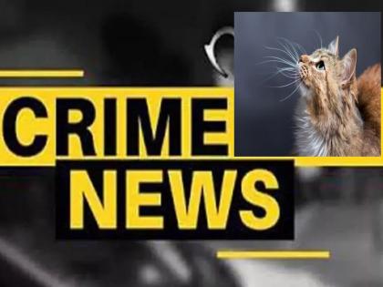 विकृत इसमाने मांजरावर केला अतिप्रसंग; मुंबईतील धक्कादायक घटना - Marathi News | A perverted man committed a violent act on a cat; Shocking incident in Mumbai | Latest News at Lokmat.com विकृत इसमाने मांजरावर केला अतिप्रसंग; मुंबईतील धक्कादायक घटना - Marathi News | A perverted man committed a violent act on a cat; Shocking incident in Mumbai | Latest News at Lokmat.com