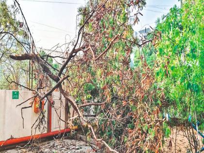 पुणे पालिकेला उशिरा सुचले शहाणपण; धोकादायक झाडांचे सर्वेक्षण सुरू - Marathi News | pune news late warning; Survey of dangerous trees begins after 'that' woman dies in Pune | Latest pune News at Lokmat.com