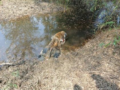 Decomposing body of tiger found in Parsodi Bita in koka sanctuary Suspected of poisoning : claws of both hind legs missig | परसोडी बिटात आढळला वाघाचा कुजलेला मृतदेह, विषबाधेचा संशय