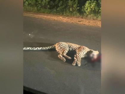 Leopard killed in collision with unknown vehicle, incident in Nagbhid taluka | अज्ञात वाहनाच्या धडकेत बिबट ठार, नागभीड तालुक्यातील घटना