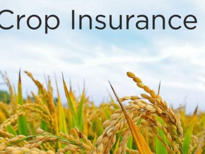 Decrease in the number of farmers taking crop insurance! |  पीक विमा काढणाऱ्या शेतकऱ्यांच्या संख्येत घट!